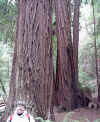 Redwood Forest1.jpg (121204 bytes)