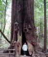 Redwood Forest Charlene inside tree.jpg (107288 bytes)