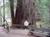 Redwood Forest big tree.jpg (81077 bytes)