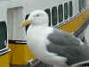 Sea Gull.jpg (36455 bytes)